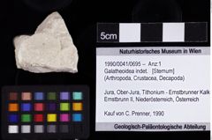 Foto (Objket + Etiketten) von Galatheoidea indet. 